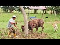 Luchando con una vaca