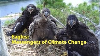 Eagles:  Messengers of Climate Change