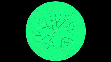 Venation Pattern (openframeworks)