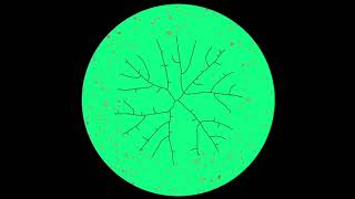 Venation Pattern (openframeworks)