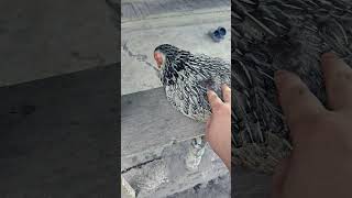 Ayam aku ketabrak 😭😭🐓💔 #youtubeshorts #ayam
