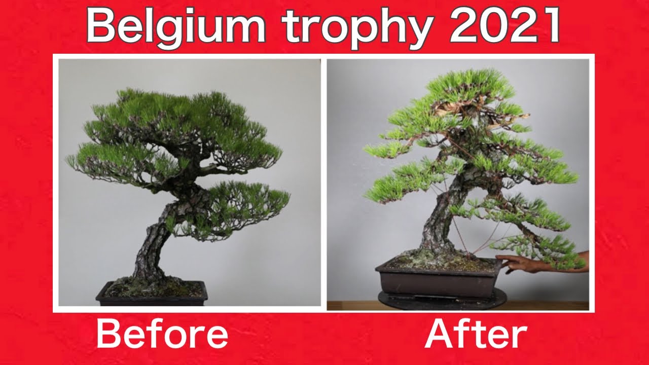 Belgium trophy 2021 Koji Hiramatsu