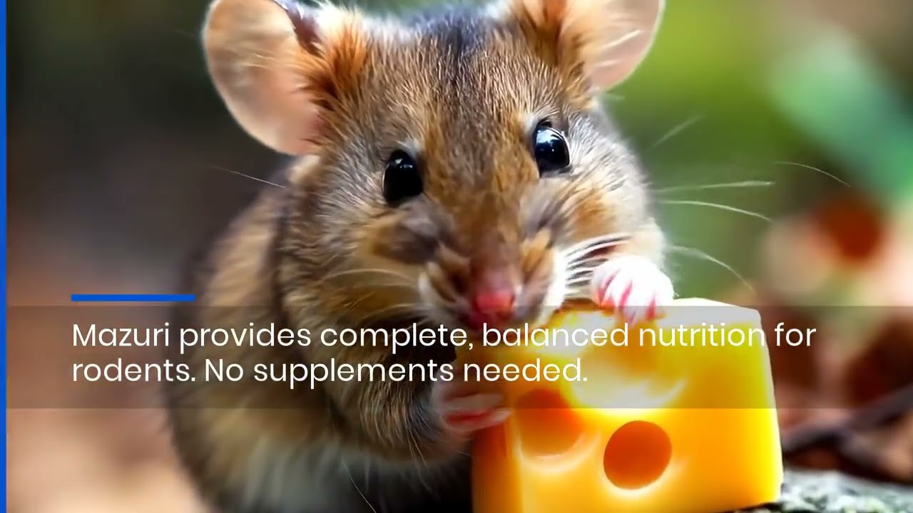 Feeder Mice For Your Reptile: Why the Mazuri-Fed Label Matters Most