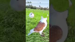 Tam Yeri̇nde Durdurabi̇li̇r Mi̇si̇n? Resimi