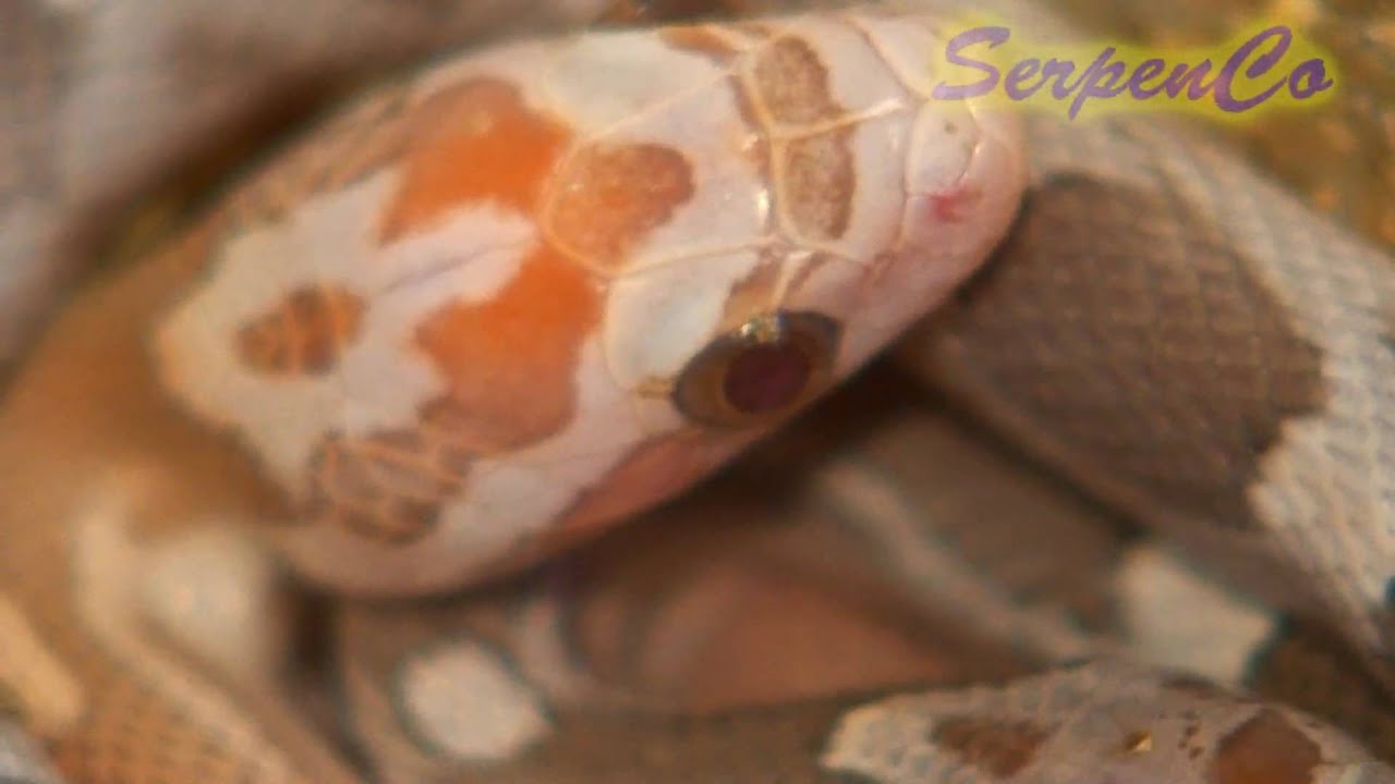 corn snake morphs Some more 2009 baby corn snakes