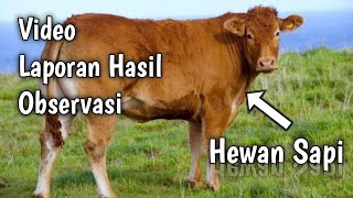 Teks Laporan hasil observasi Sapi