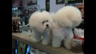 Bichon Frise at Uptown Pets Malaysia 3