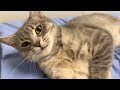 ADOPTED! Brightmist - adoptable kitty from Oshkosh Area Humane Society