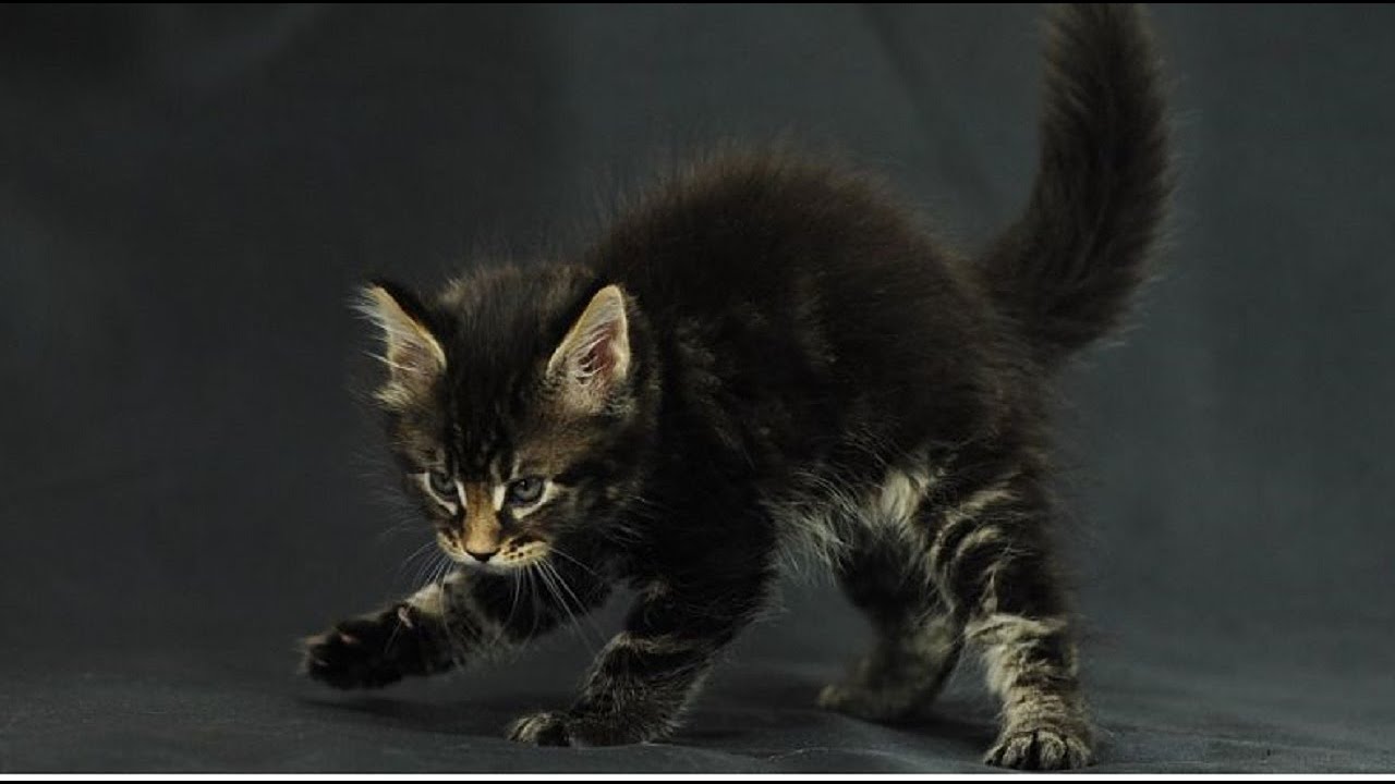 Лающие котята. Злой котенок. Шипящий котенок. Котенок выгибает спину. Котенок на дыбах