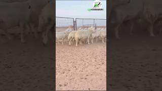 ضان حريات حرش صنف جروم ناهيه عدد ١٥ الدوادمي 0509331260 #animal #camel #sheep