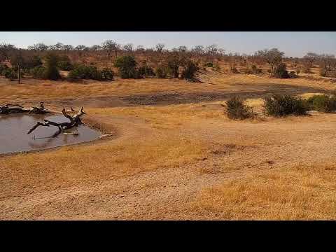 camera iphone 8 plus apk Djuma Private Game Reserve Live Stream