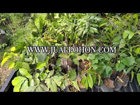 Berkebun Jadi Mudah dengan Bibit Lecy Merah Unggul (Proses Kirim)