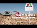 Evaluando hbridos de asgrow en el bajo esperamos por lo menos 16 tonha