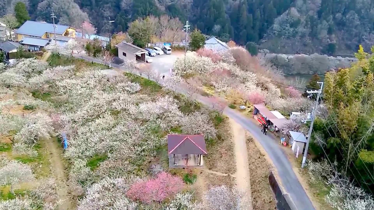 19 2 17 3 17 伊豆月ヶ瀬梅林 梅まつり 観光バンク 19 2 17 3 17 伊豆月ヶ瀬梅林 梅まつり 観光バンク