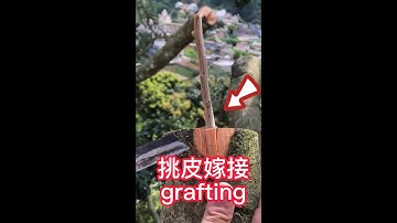教你如何大枝嫁接果樹？咱們採用挑皮嫁接的方法，一起學習學習吧Teach you how to grafting fruit trees with large branches?let