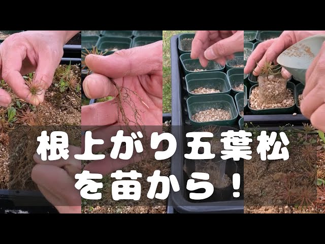 根上がり五葉松を苗から - YouTube