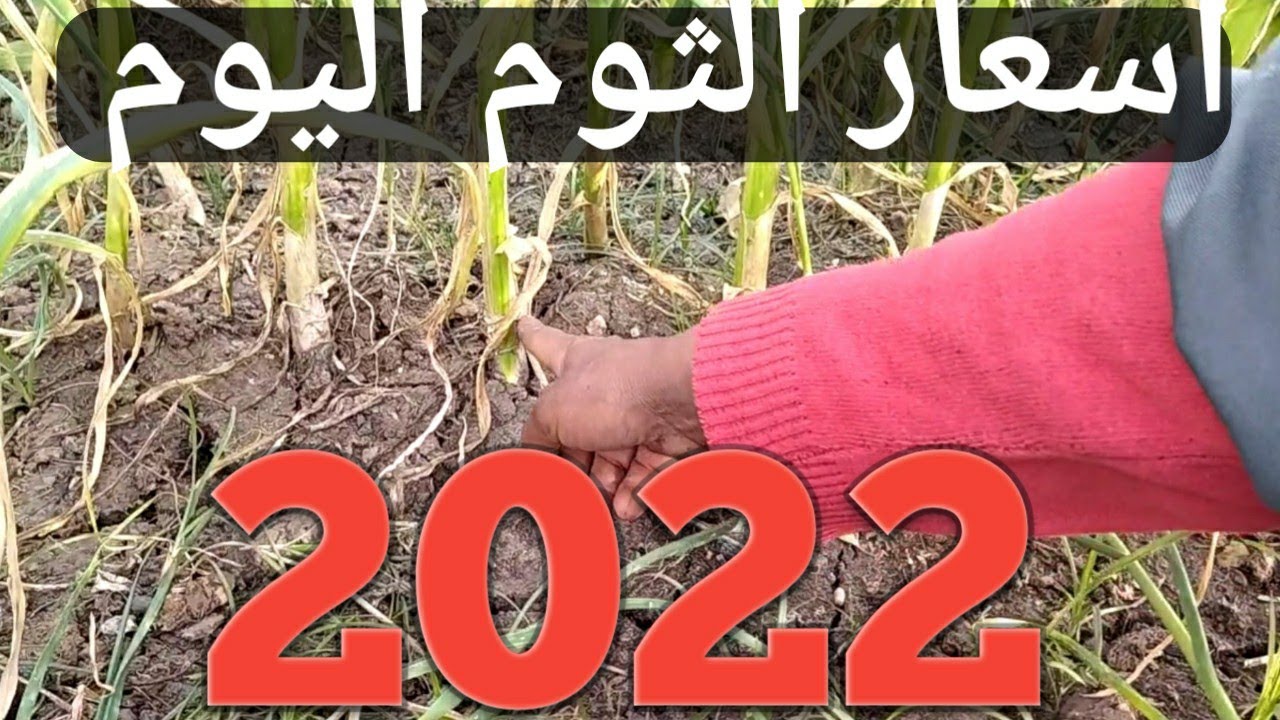 اسعار الثوم اليوم 2022|وإنتاج الفدان كام| وانواع الثوم وموعد زراعة الثوم والمناطق الاكثر زراعة للثوم