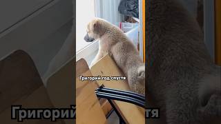 Когда-то бездомный Гриша все также любит смотреть в окошко🤗