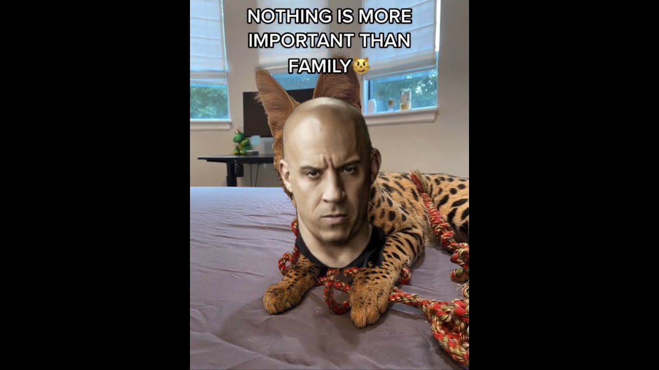 Dom Toretto Nothing Is More Important Than Family Cat Meme shorts YouTube
