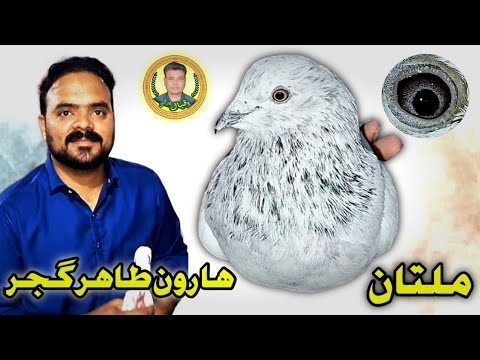 Gujar Multan Haroon Tahir Gujjar ( Multan ) - YouTube