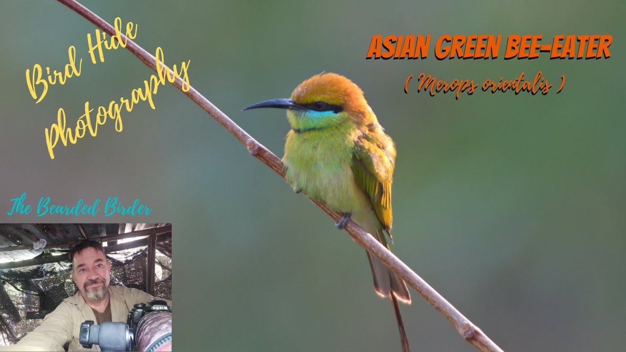 Amazing Birds of Thailand  | The Asian Green Bee-Eater (Merops orientalis)  | Hua Hin Thailand