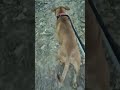 Princess Hall enjoys the trail