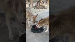 Sound Up To Hear The Cutest Noises