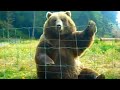 Hilarious bears being silly  
