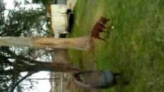 Pitbull Vs Palm Tree For Toy