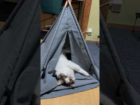 自分用のテントで遊ぶねこ#shorts #保護猫