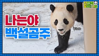 (SUB) Panda Fubao's Lovely Moment When She Greets First Snow☃❣│Panda World