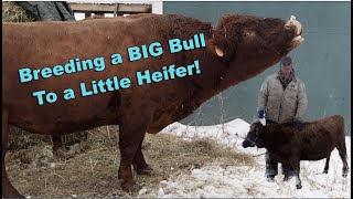 BIG Bull Breeding a little Heifer!