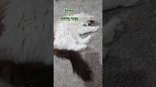A floppy rolly girl🥰 #catnip