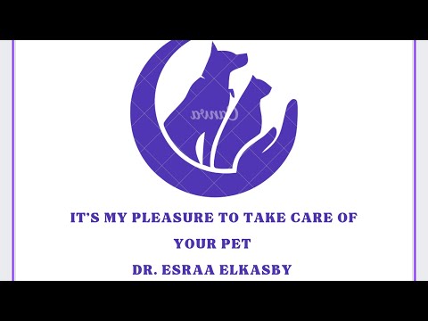 الكلب او القط بياكل ايه دراي فود ح ١٢    