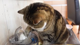 Maru cools his head with the water fountain.