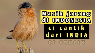 Jalak Brahma asli india gacor masih jarang diIndonesia