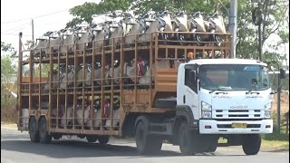 Truck Muatan MOTOR & MOBIL Pantura Part #2 Truk Trailer Gandengan Car Carrier Hino Fuso Isuzu Nissan