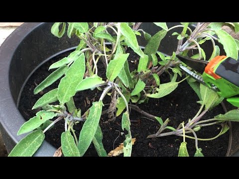 Video: Wat is zomerkruid: leer over het gebruik van zomerkruid in de tuin