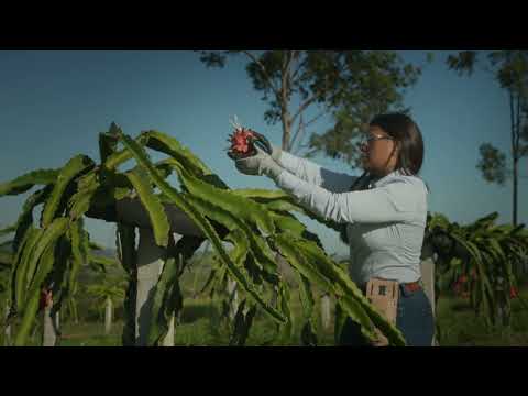 Jacto PM-14 - Picking and pruning shears