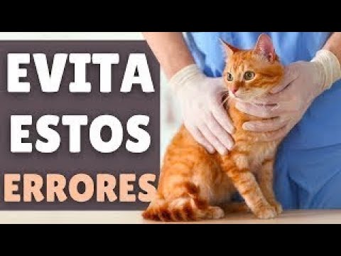 Video: 7 maneras de lidiar con la pérdida de una mascota