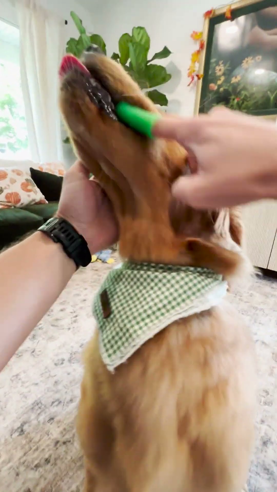 Golden Retriever Destroys Hedge Fence To Befriend New Neighbor | The Dodo