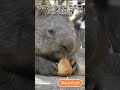 ウォンバット モモコ パン大好き #Shorts