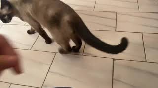 4K - siamese cat playing by Suchi-Cat 41 views 2 years ago 2 minutes, 51 seconds