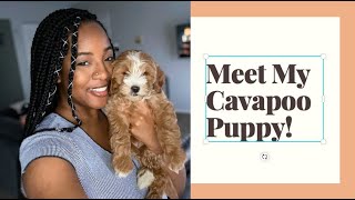 PUPDATE: Meet My New Cavapoo Puppy! I Wasn't Ready For Her?
