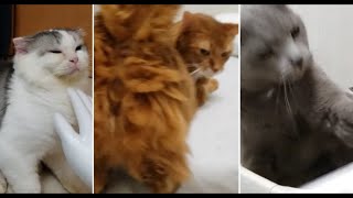 マネキンの手でナデナデした時の３匹のリアクションの違い