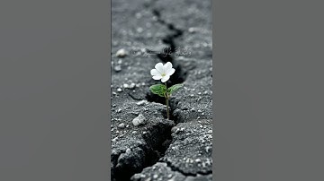 سورة الإسراء #العراق #اليمن #الجزائر #السعودية #مصر 🎙🎧