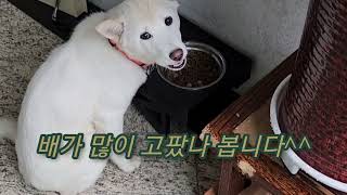 아파트에서 진돗개 기르기 (2부)