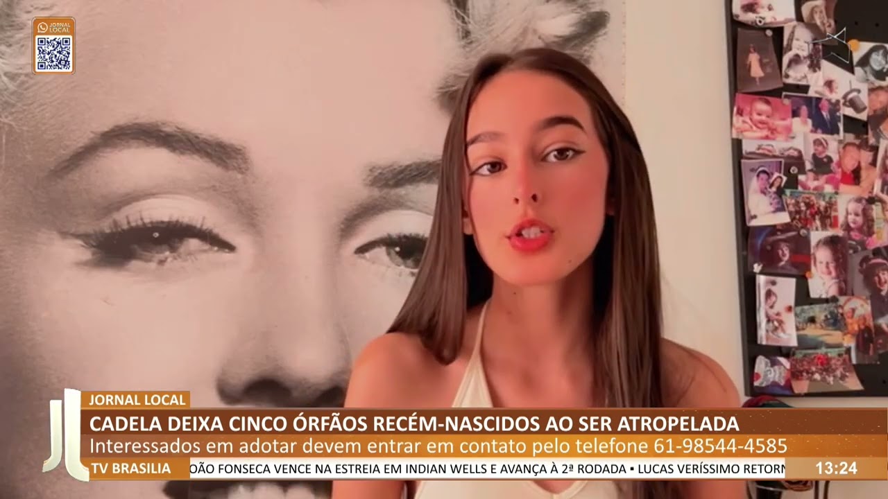 JL - Cadela deixa cinco órfãos recém-nascidos ao ser atropelada