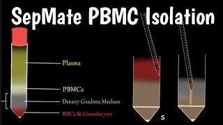 How To Isolate PBMCs From Whole Blood Using SepMate | How SepMate PBMC Isolation Tube Work |