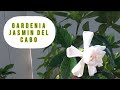 FERTILIZACION ADECUADA PARA GARDENIA | JASMIN DEL CABO | JASMIN DE LA INDIA